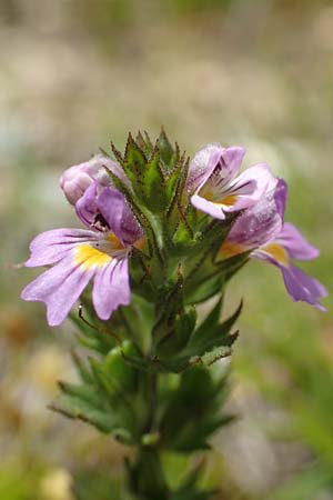 Euphrasia alpina \ Alpen-Augentrost / Alpine Eyebright, F Pyrenäen/Pyrenees, Mont Llaret 31.7.2018