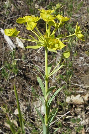 Euphorbia seguieriana / Seguier's Spurge, F Causse du Larzac 7.6.2006