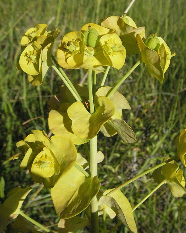Euphorbia nicaeensis \ Nizza-Wolfsmilch, F Dept. Aveyron,  Fondamente 8.6.2006