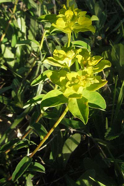 Euphorbia verrucosa / Warty Spurge, F Serres 10.6.2006