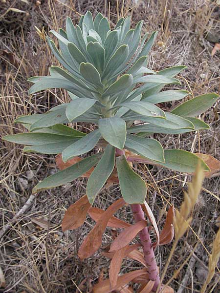 Euphorbia characias \ Palisaden-Wolfsmilch / Large Mediterranean Spurge, F Pyrenäen/Pyrenees, Eus 14.8.2006