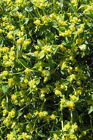 Euphorbia spinosa \ Dornige Wolfsmilch / Spiny Spurge, F Castellane 12.5.2007
