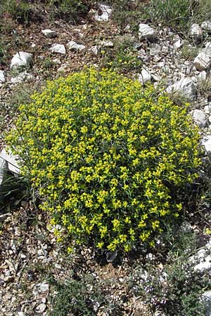 Euphorbia spinosa \ Dornige Wolfsmilch, F Castellane 12.5.2007