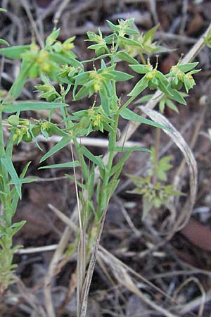 Euphorbia exigua \ Kleine Wolfsmilch / Dwarf Spurge, F Maures, Vidauban 12.5.2007