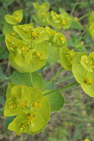 Euphorbia serrata \ Gesgte Wolfsmilch / Serrate Spurge, F Corbières, Talairan 13.5.2007