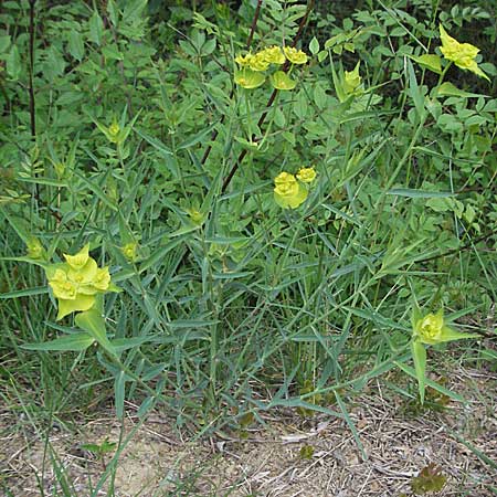 Euphorbia serrata \ Gesgte Wolfsmilch / Serrate Spurge, F Corbières, Talairan 13.5.2007