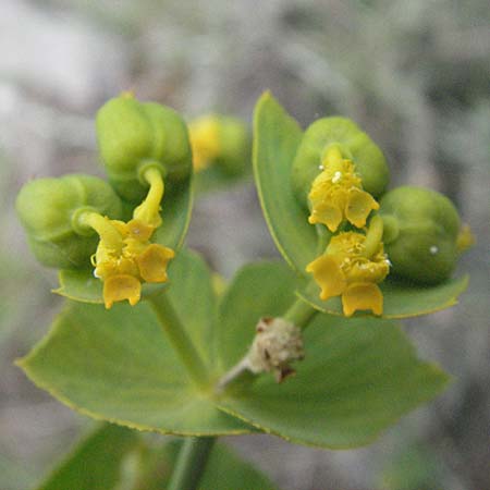 Euphorbia serrata \ Gesgte Wolfsmilch / Serrate Spurge, F Corbières, Talairan 13.5.2007