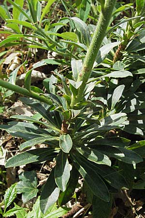 Euphorbia amygdaloides \ Mandelblttrige Wolfsmilch / Mediterranean Spurge, F Corbières, Talairan 13.5.2007