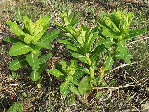 Euphorbia hyberna \ Irische Wolfsmilch / Irish Spurge, F Pyrenäen/Pyrenees, Mont Louis 13.5.2007