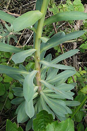 Euphorbia seguieriana \ Steppen-Wolfsmilch / Seguier's Spurge, F Pyrenäen/Pyrenees, Prades 14.5.2007
