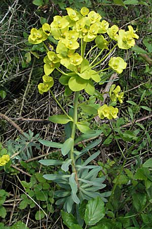 Euphorbia seguieriana \ Steppen-Wolfsmilch / Seguier's Spurge, F Pyrenäen/Pyrenees, Prades 14.5.2007