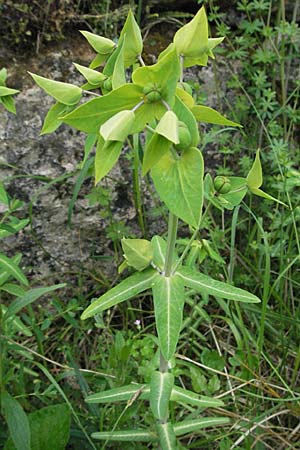 Euphorbia lathyris \ Kreuzblttrige Wolfsmilch / Caper Spurge, F Causse du Larzac 16.5.2007