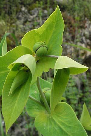 Euphorbia lathyris \ Kreuzblttrige Wolfsmilch / Caper Spurge, F Causse du Larzac 16.5.2007