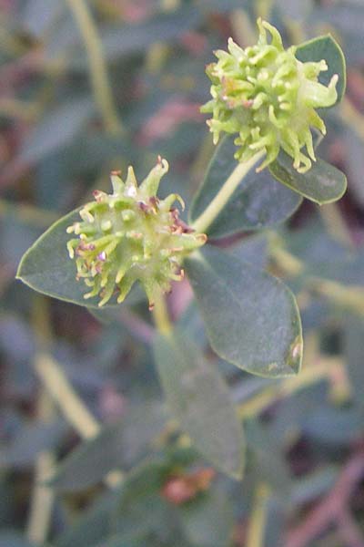 Euphorbia hyberna ? \ Irische Wolfsmilch / Irish Spurge, F Grand Canyon du Verdon 23.6.2008