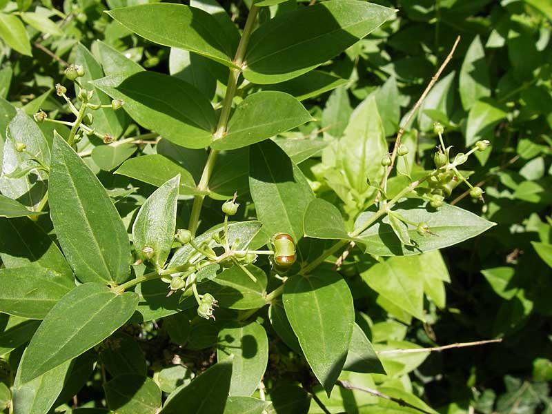 Coriaria myrtifolia \ Europischer Gerber-Strauch, Franzsischer Sumach / Myrtle-Leaved Coriaria, Currier's Sumach, F Saint-Guilhem-le-Desert 1.6.2009