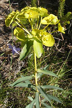 Euphorbia nicaeensis \ Nizza-Wolfsmilch / Southern Spurge, Honey-Flowered Spurge, F Saint-Guilhem-le-Desert 1.6.2009