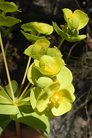 Euphorbia nicaeensis \ Nizza-Wolfsmilch, F Saint-Guilhem-le-Desert 1.6.2009