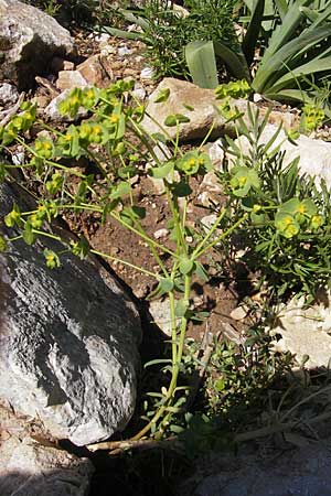 Euphorbia segetalis \ Saat-Wolfsmilch, F Saint-Guilhem-le-Desert 1.6.2009