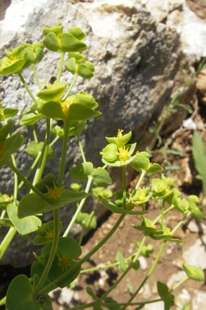 Euphorbia segetalis \ Saat-Wolfsmilch, F Saint-Guilhem-le-Desert 1.6.2009