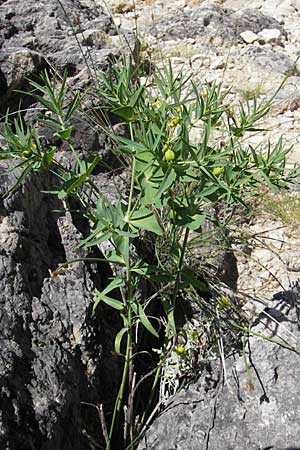Euphorbia serrata \ Gesgte Wolfsmilch / Serrate Spurge, F Lac de Salagou 4.6.2009