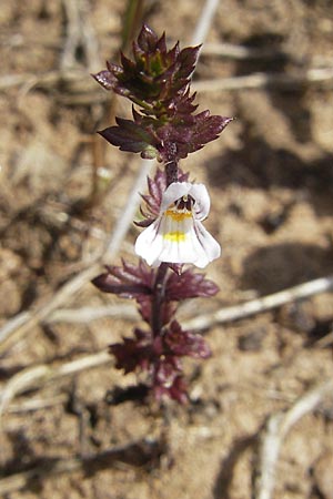 Euphrasia stricta \ Steifer Augentrost, F Bitche 10.7.2010