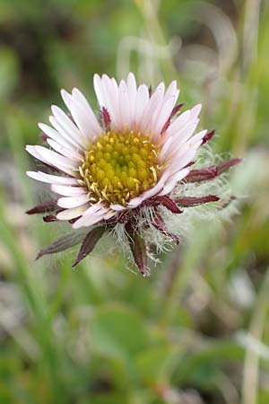 Erigeron uniflorus / Oneflower Fleabane, F Col de la Bonette 8.7.2016