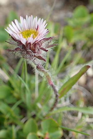 Erigeron uniflorus \ Einkpfiges Berufkraut / Oneflower Fleabane, F Col de la Bonette 8.7.2016