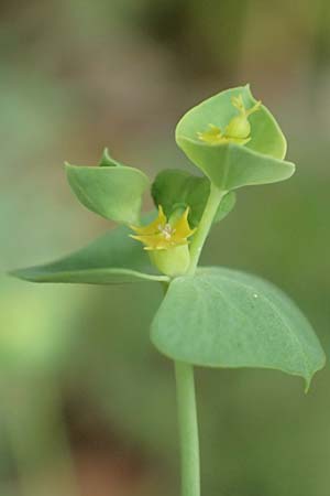 Euphorbia segetalis \ Saat-Wolfsmilch, F Pyrenäen, Gorges de la Fou 10.8.2018