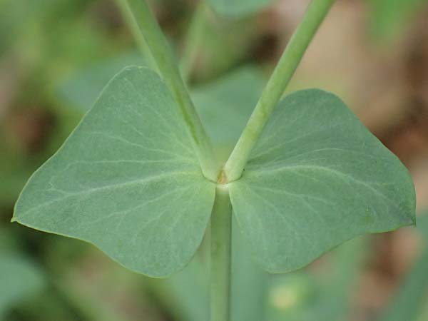 Euphorbia segetalis \ Saat-Wolfsmilch, F Pyrenäen, Gorges de la Fou 10.8.2018