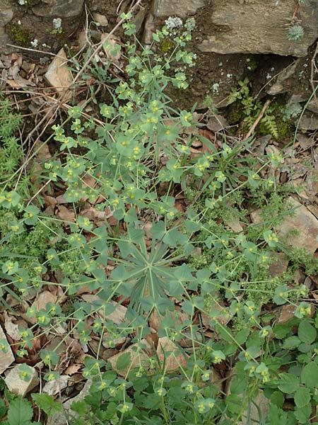 Euphorbia segetalis \ Saat-Wolfsmilch, F Pyrenäen, Gorges de la Fou 10.8.2018