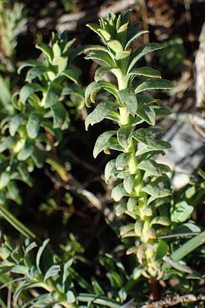 Euphorbia spinosa \ Dornige Wolfsmilch / Spiny Spurge, F Caussols 2.5.2023