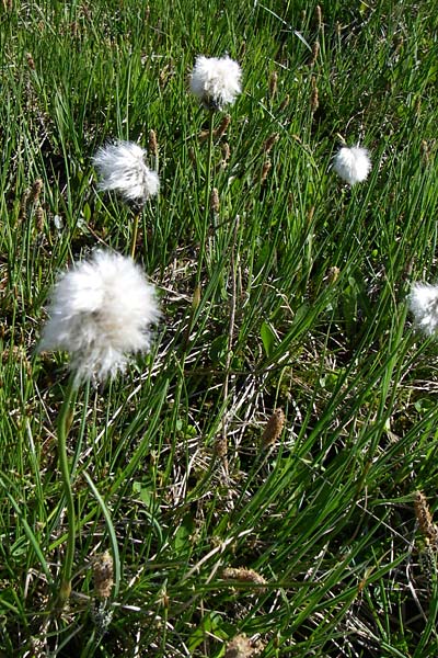 Eriophorum scheuchzeri \ Scheuchzers Wollgras / Scheuchzer's Cotton Grass, F Col de Saisies 21.6.2008