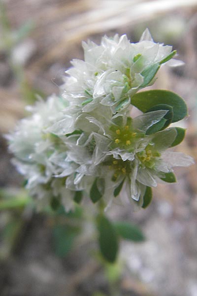 Paronychia argentea \ Silber-Nagelkraut, Silber-Mauermiere, F Sète 4.6.2009