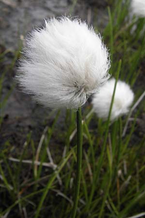 Eriophorum scheuchzeri \ Scheuchzers Wollgras / Scheuchzer's Cotton Grass, F Col de la Bonette 8.7.2016