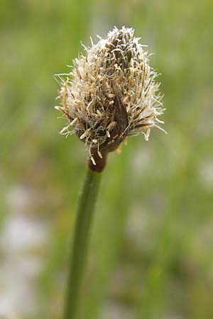 Eriophorum scheuchzeri \ Scheuchzers Wollgras / Scheuchzer's Cotton Grass, F Col de la Bonette 8.7.2016