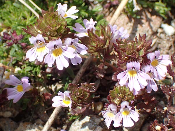 Euphrasia alpina \ Alpen-Augentrost / Alpine Eyebright, F Pyrenäen/Pyrenees, Mont Llaret 31.7.2018