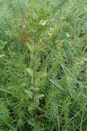 Euphrasia hirtella \ Zottiger Augentrost / Small Flowered Sticky Eyebright, F Pyrenäen/Pyrenees, Segre - Schlucht / Gorge 2.8.2018