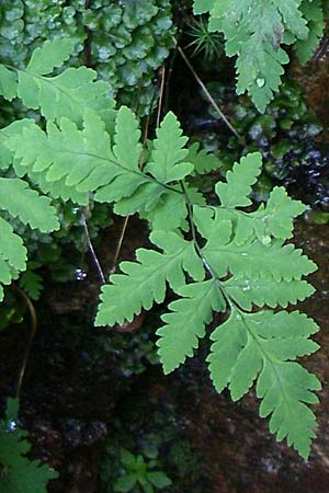 Gymnocarpium robertianum \ Ruprechts-Farn / Limestone Fern, F Vogesen/Vosges, Col de la Schlucht 5.8.2008