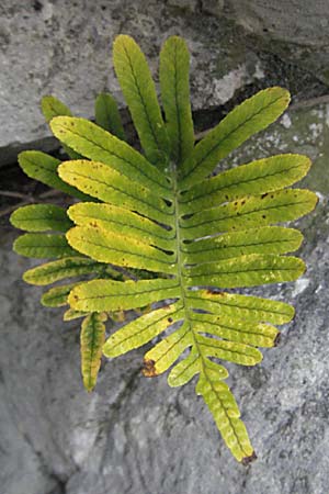 Polypodium vulgare \ Gewhnlicher Tpfelfarn / Polypody, F Corbières, Talairan 13.5.2007