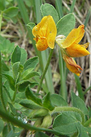 Lotus pedunculatus \ Sumpf-Hornklee / Greater Bird's-Foot Trefoil, F Pyrenäen/Pyrenees, Olette 14.5.2007