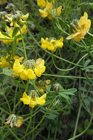 Hippocrepis comosa \ Hufeisenklee / Horseshoe Vetch, F Causse du Larzac 16.5.2007