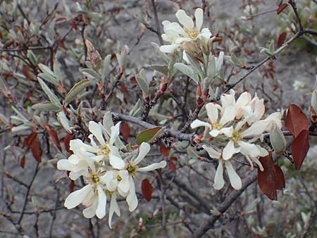 Amelanchier ovalis \ Gewhnliche Felsenbirne / European Service Berry, F Champcella 29.4.2023