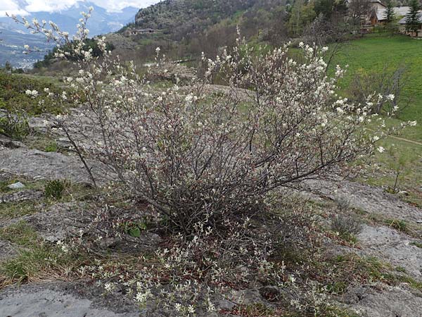 Amelanchier ovalis \ Gewhnliche Felsenbirne / European Service Berry, F Champcella 29.4.2023