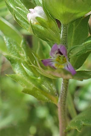 Euphrasia minima \ Zwerg-Augentrost / Dwarf Eyebright, F Pyrenäen/Pyrenees, Canigou 24.7.2018