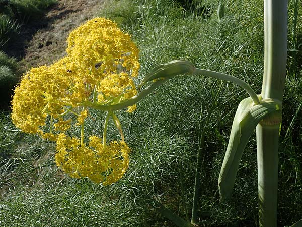 Ferula communis \ Riesen-Fenchel, Gemeines Rutenkraut, F Camargue,  Salin-de-Giraud 3.5.2023