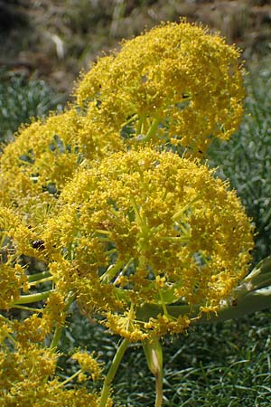 Ferula communis \ Riesen-Fenchel, Gemeines Rutenkraut, F Camargue,  Salin-de-Giraud 3.5.2023