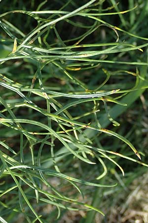 Ferula communis \ Riesen-Fenchel, Gemeines Rutenkraut, F Camargue,  Salin-de-Giraud 3.5.2023