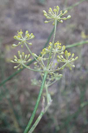 Foeniculum vulgare / Fennel, F Collioure 11.8.2006