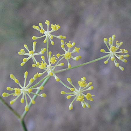 Foeniculum vulgare \ Fenchel / Fennel, F Collioure 11.8.2006