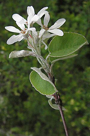 Amelanchier ovalis \ Gewhnliche Felsenbirne, F Serres 12.5.2007